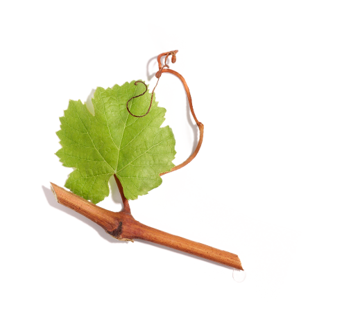 Viniferina