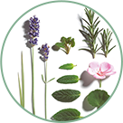 ACEITES ESENCIALES BIO