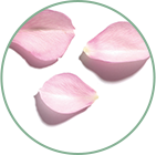 HIDROLATO DE ROSA BIO